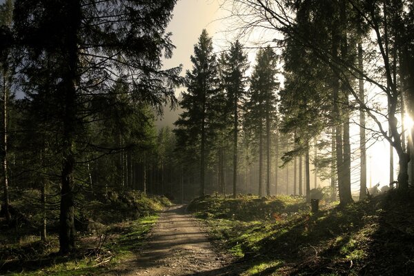 Die Sonne erhellt die Waldstraße. Landschaft