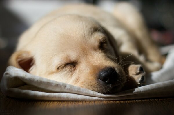 Cute puppy sleeping on a blanket