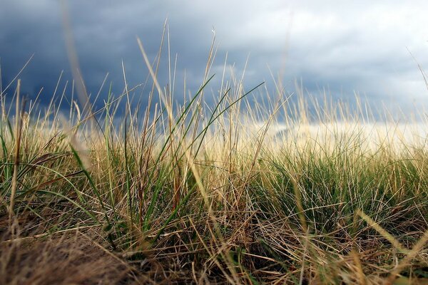 Grass near the sky in the background