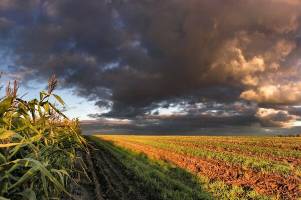 Cielo nublado sobre un campo de maíz