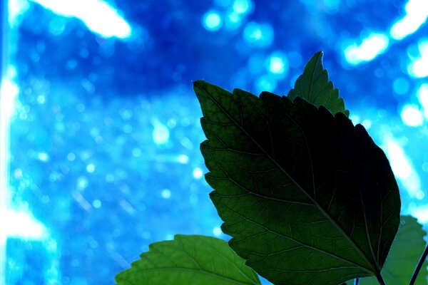 Hoja de la planta sobre fondo azul