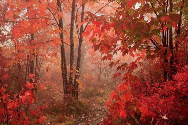 Осенние деревья с красными листьями