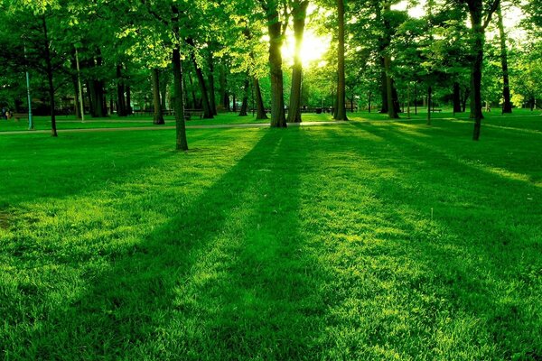 Soleil à travers les arbres dans le parc