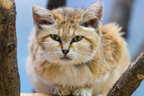 Eine Katze, die wie eine Sandkatze aussieht