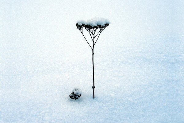 The stem of a plant in the snow