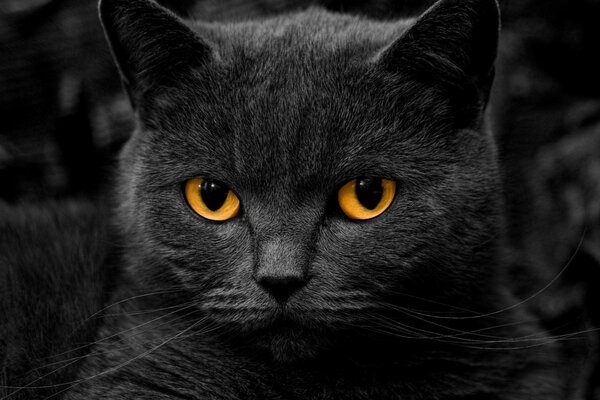 A beautiful grey cat with yellow eyes