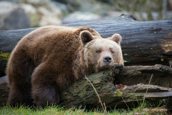 Braunbär liegt auf einem Baumstamm