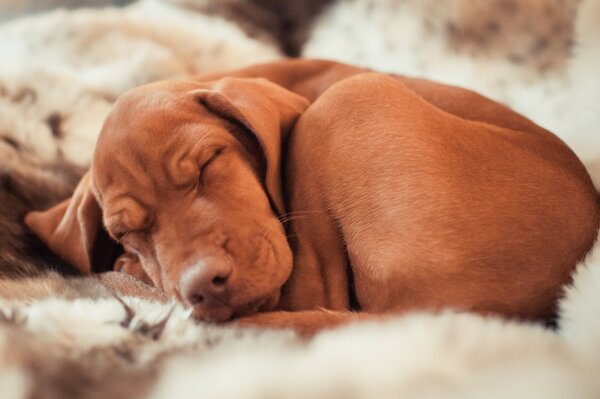 Imagen de un perro dormido. La Legión húngara