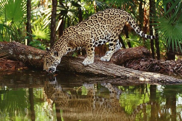 Grande gatto predatore in un abbeveratoio