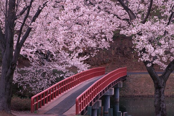 Desktop wallpapers Chinese bridge and sakura