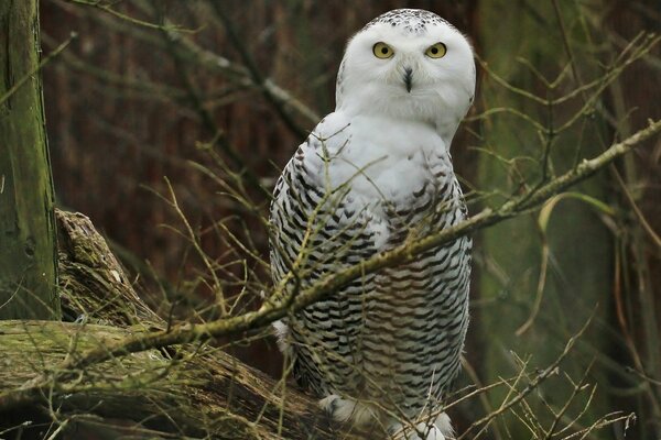 A white owl sits on a branch in the forest