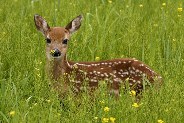 Ein Rentier auf der grünen Steppe