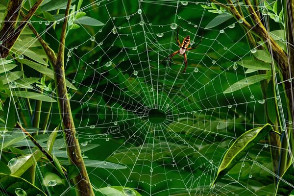 A spider in a web on a background of green leaves