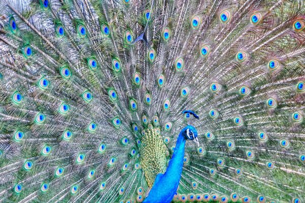 Large and colorful peacock tail