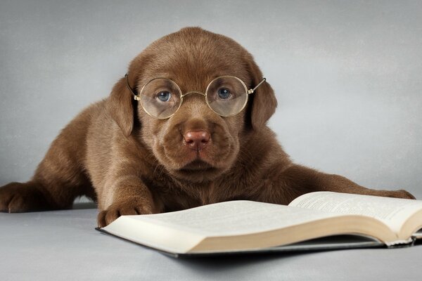 Intelligent Labrador ami de l homme