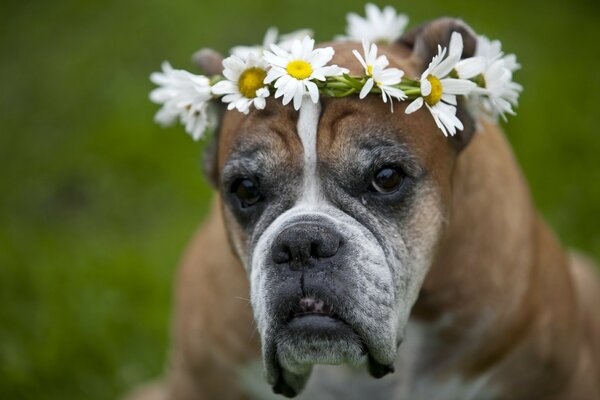 Cute dog with a broom of daisies on his head