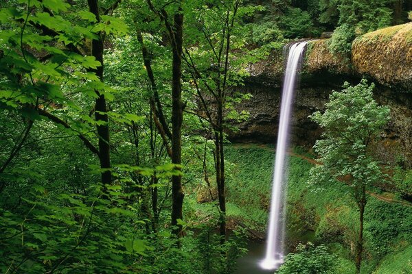 Waterfall in the forest beautiful view of the flood