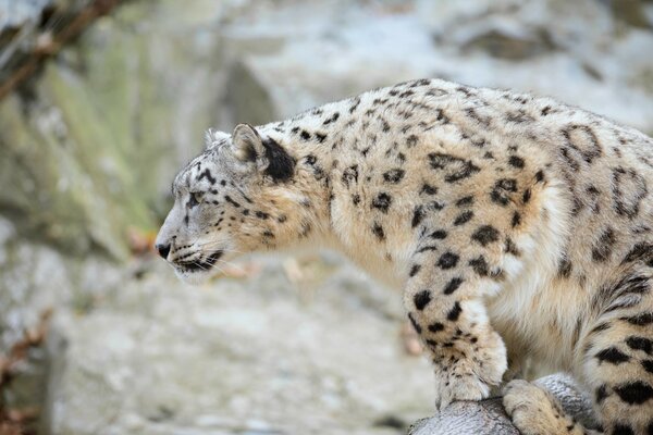 Gatto selvatico leopardo a caccia