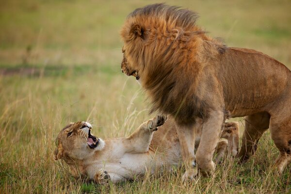 Communication of a lion with a lioness