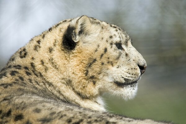 Profile of a wild leopard cat