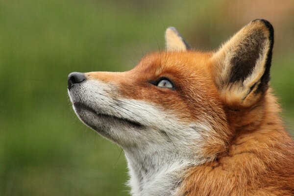 Portrait of how the red fox looks