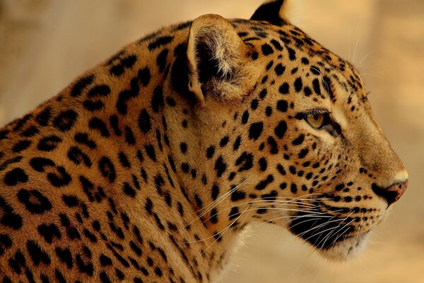 Ein aufmerksamer Blick auf einen wilden Leoparden