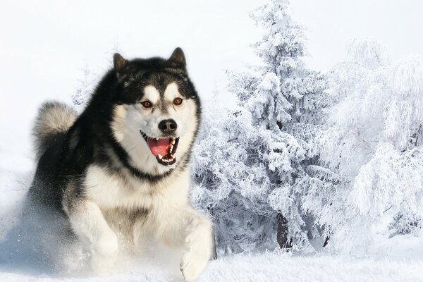 Toothy husky in the snow