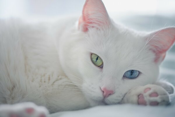 Eine weiße Katze mit bunten Augen liegt