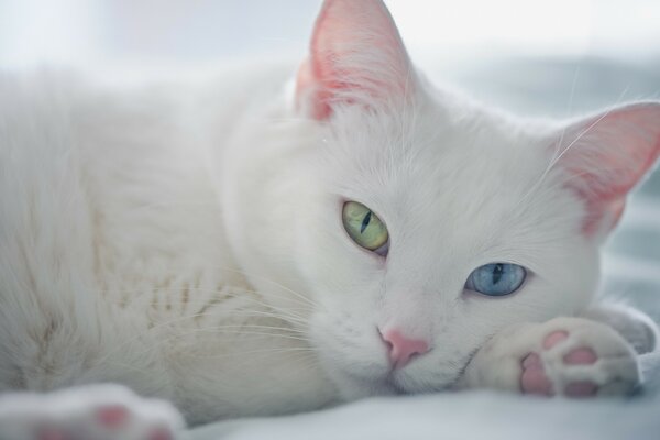 A white cat with multicolored eyes lies