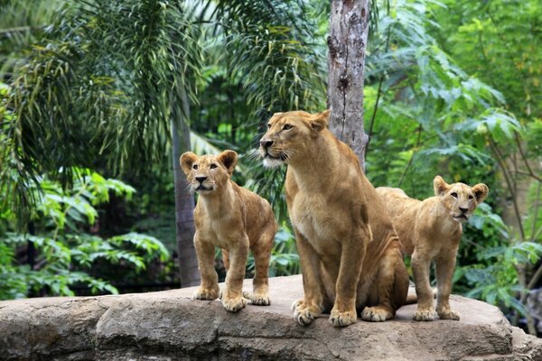 Pride de leonas en la jungla salvaje buscando presas