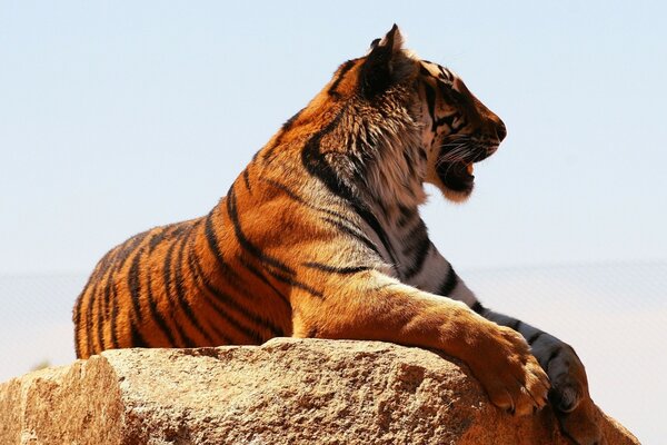 Tiger resting in profile