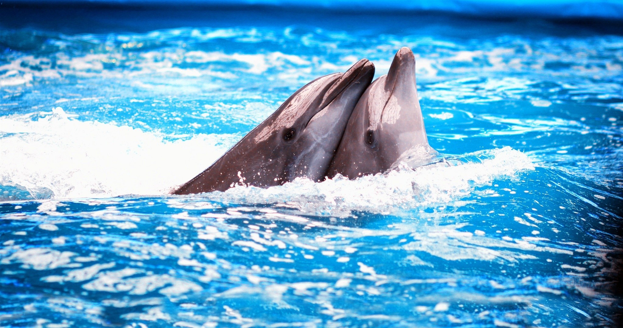 delfine schaum wasser pool paar delphinarium