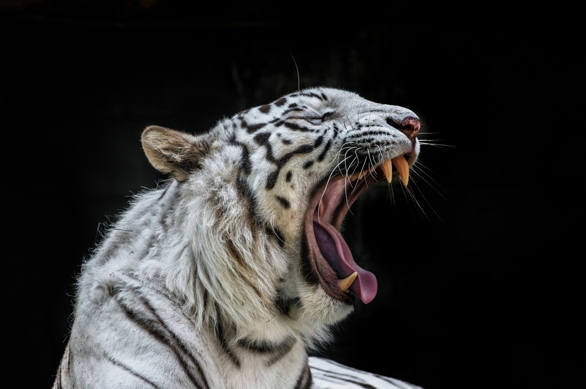 fondo oscuro tigre boca colmillos gato salvaje bostezos