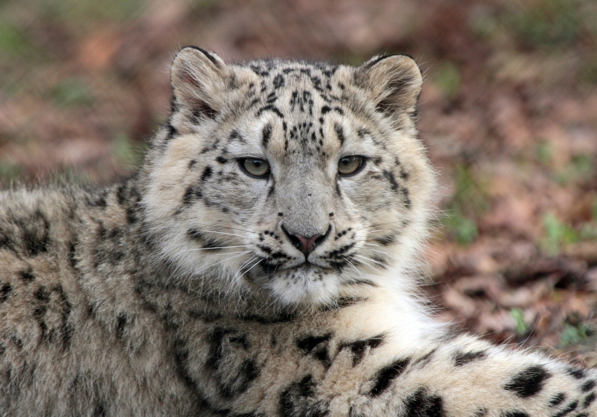 denti cucciolo bestia gatto selvatico leopardo