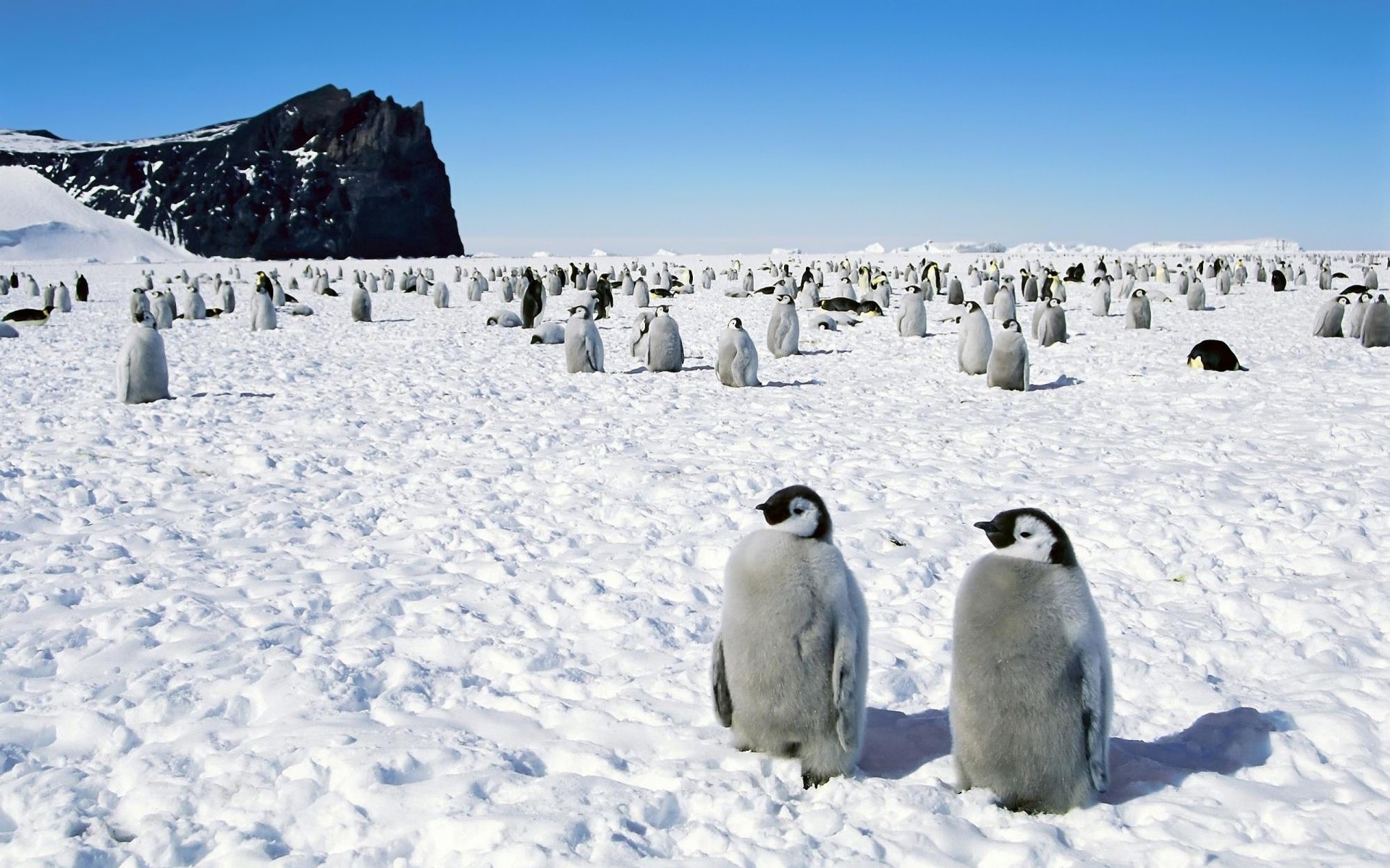 pinguine spaziergang antarktis vögel