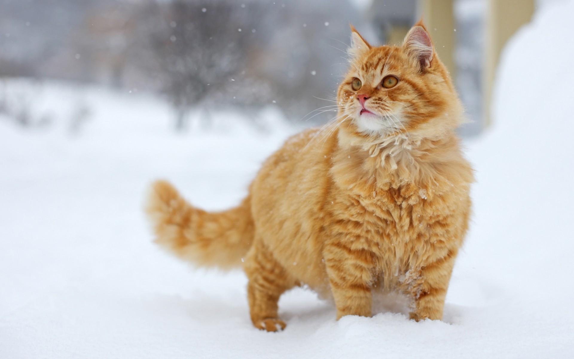 red snow winter cat