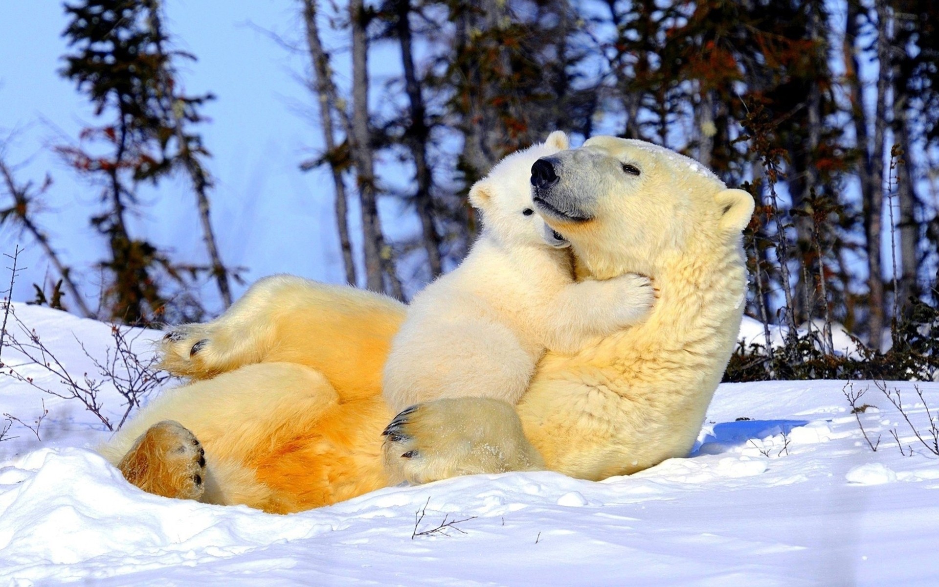 natura północ niedźwiedź polarny czułość śnieg dzieci rodzice zima