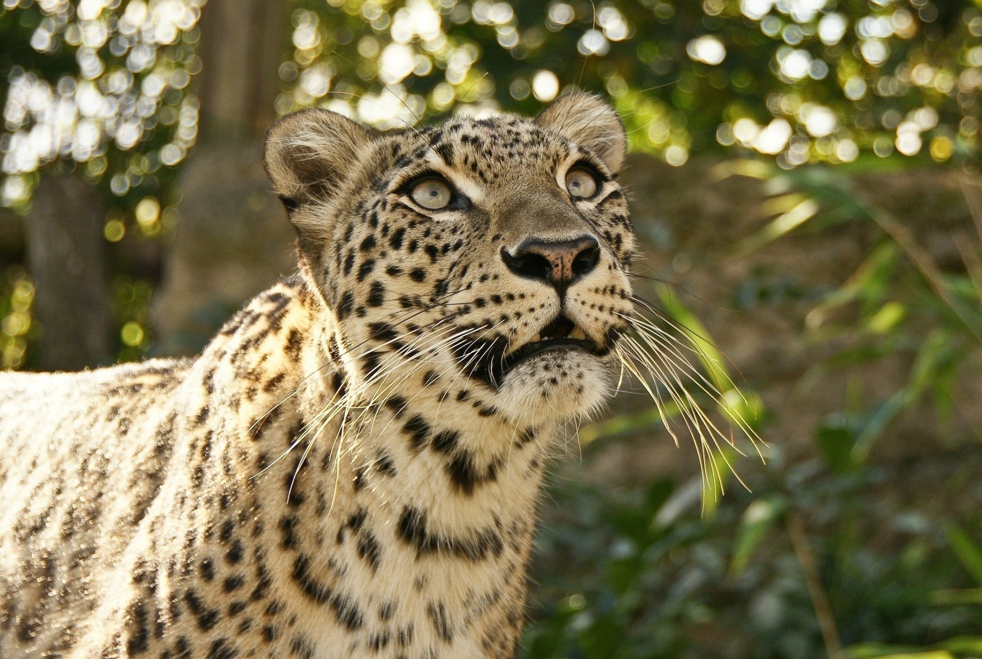 denti gatto selvatico leopardo