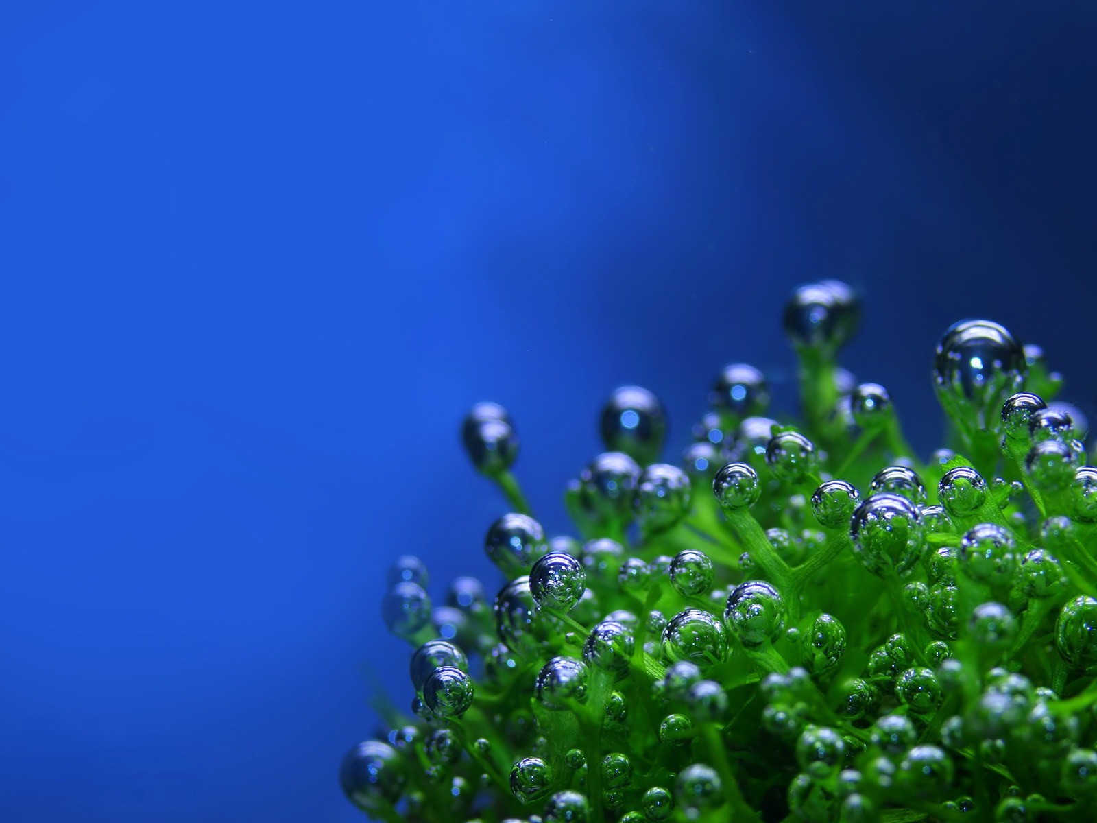 makro tropfen fotografie