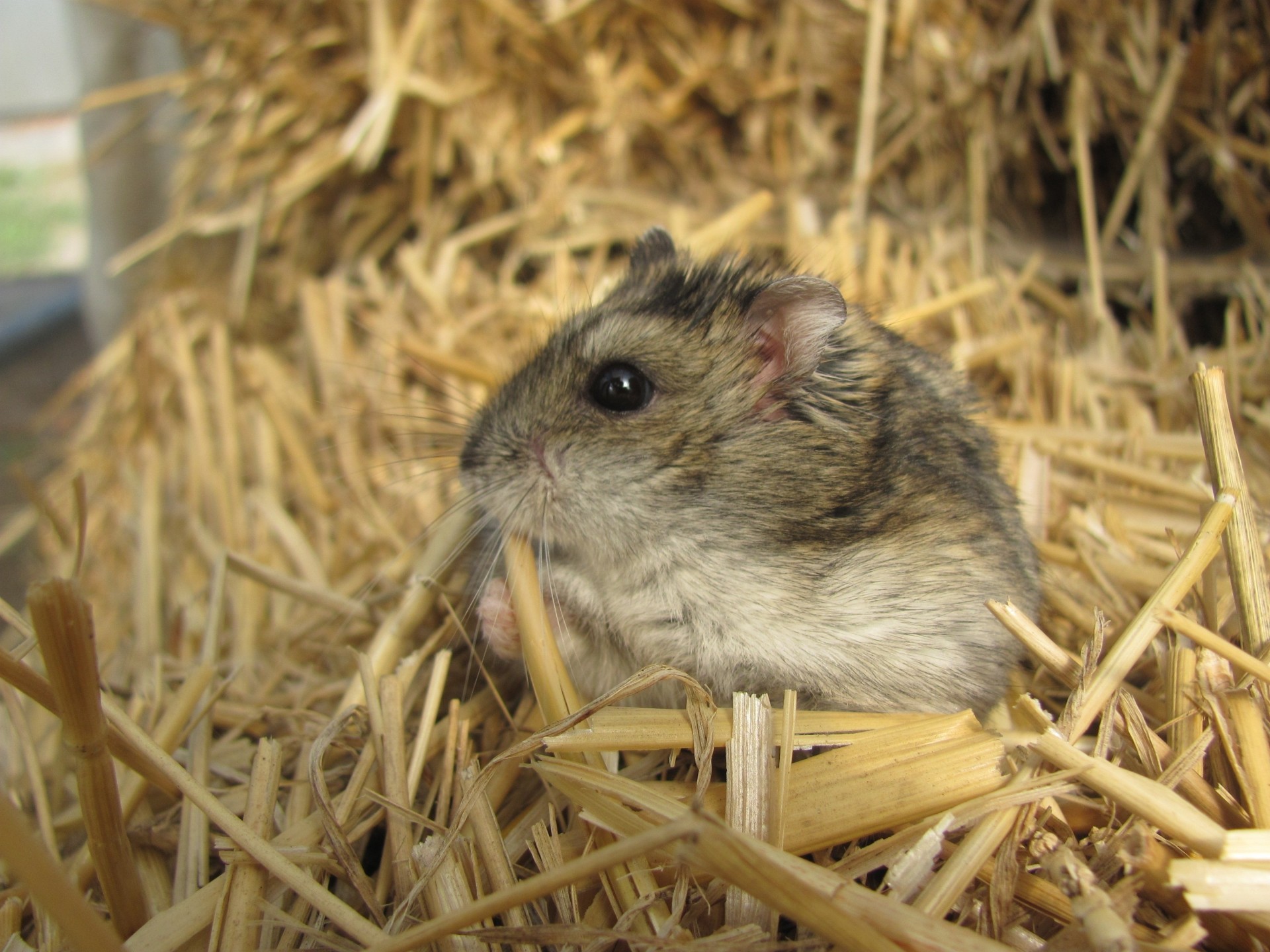 criceto bambino erba segatura