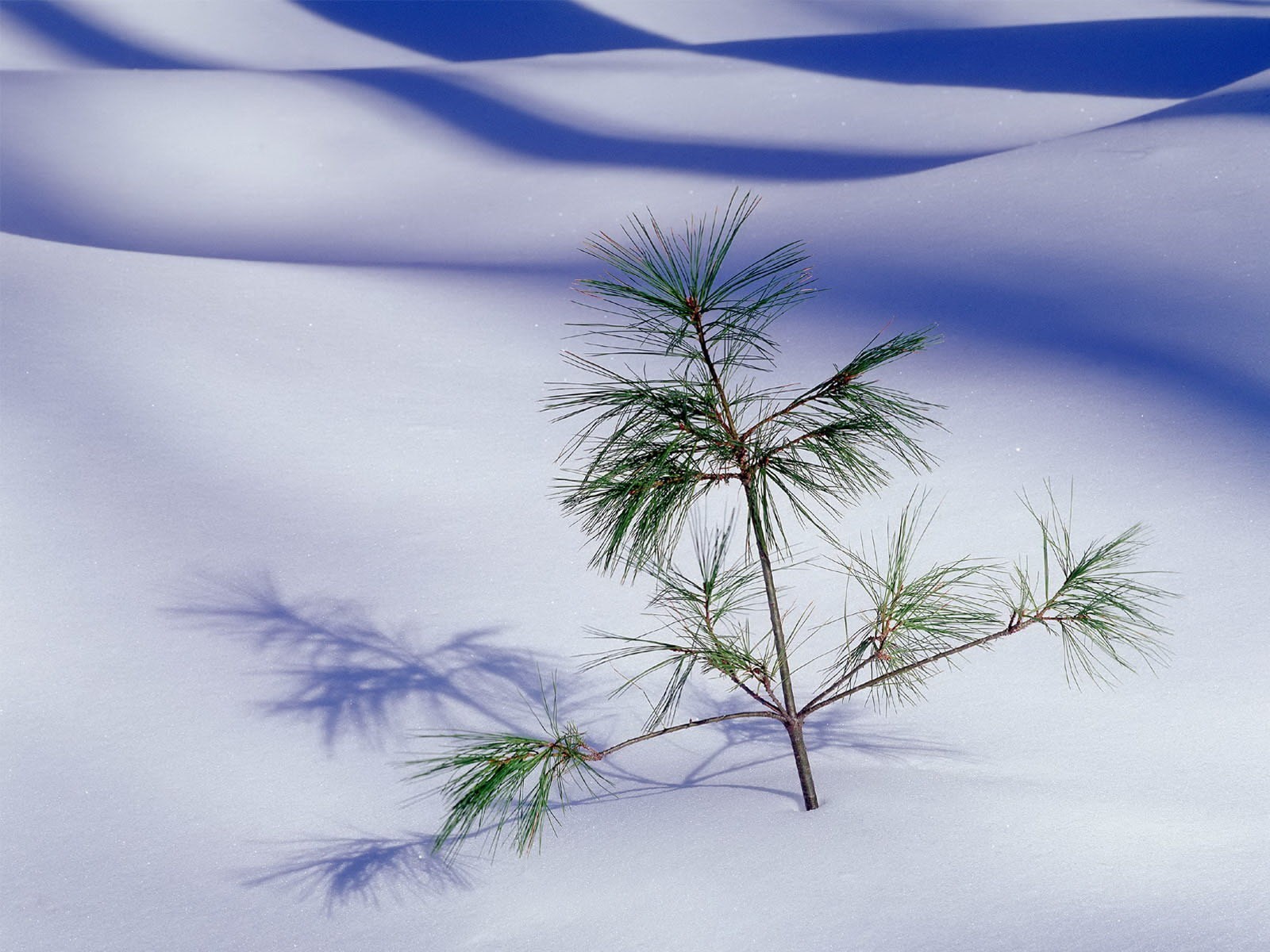 wüste sand weihnachtsbaum