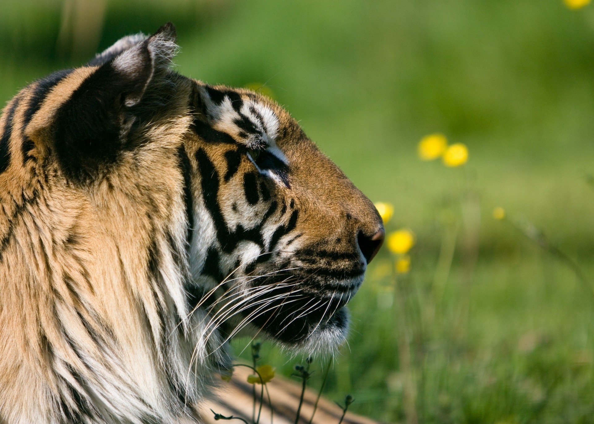 gatto selvatico profilo riposo denti tigre