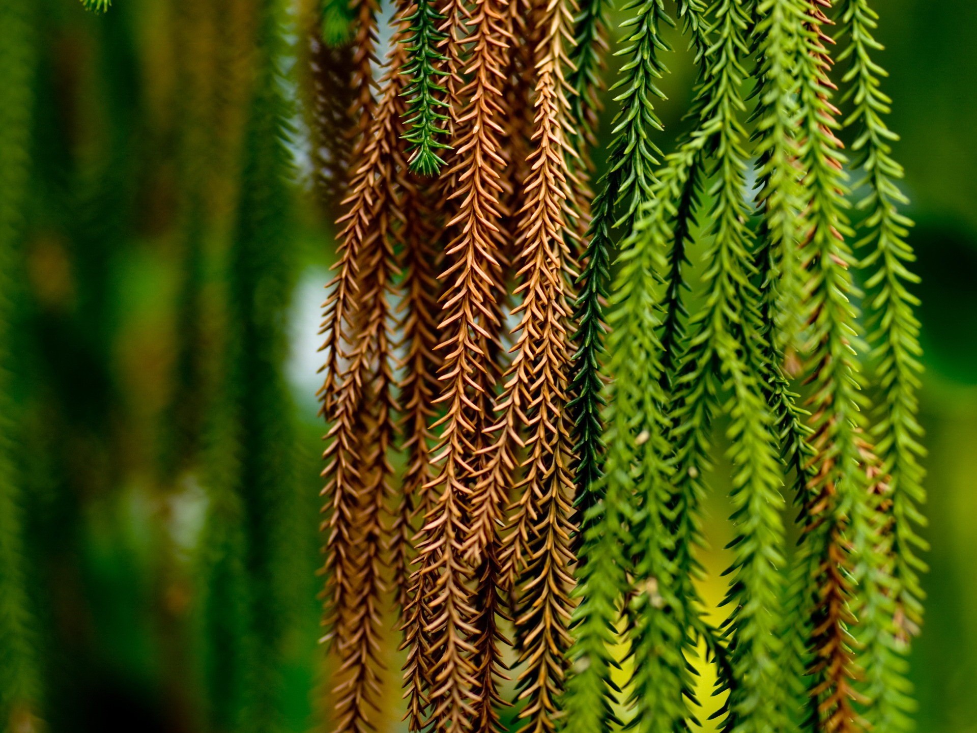 verdes espinas ramas