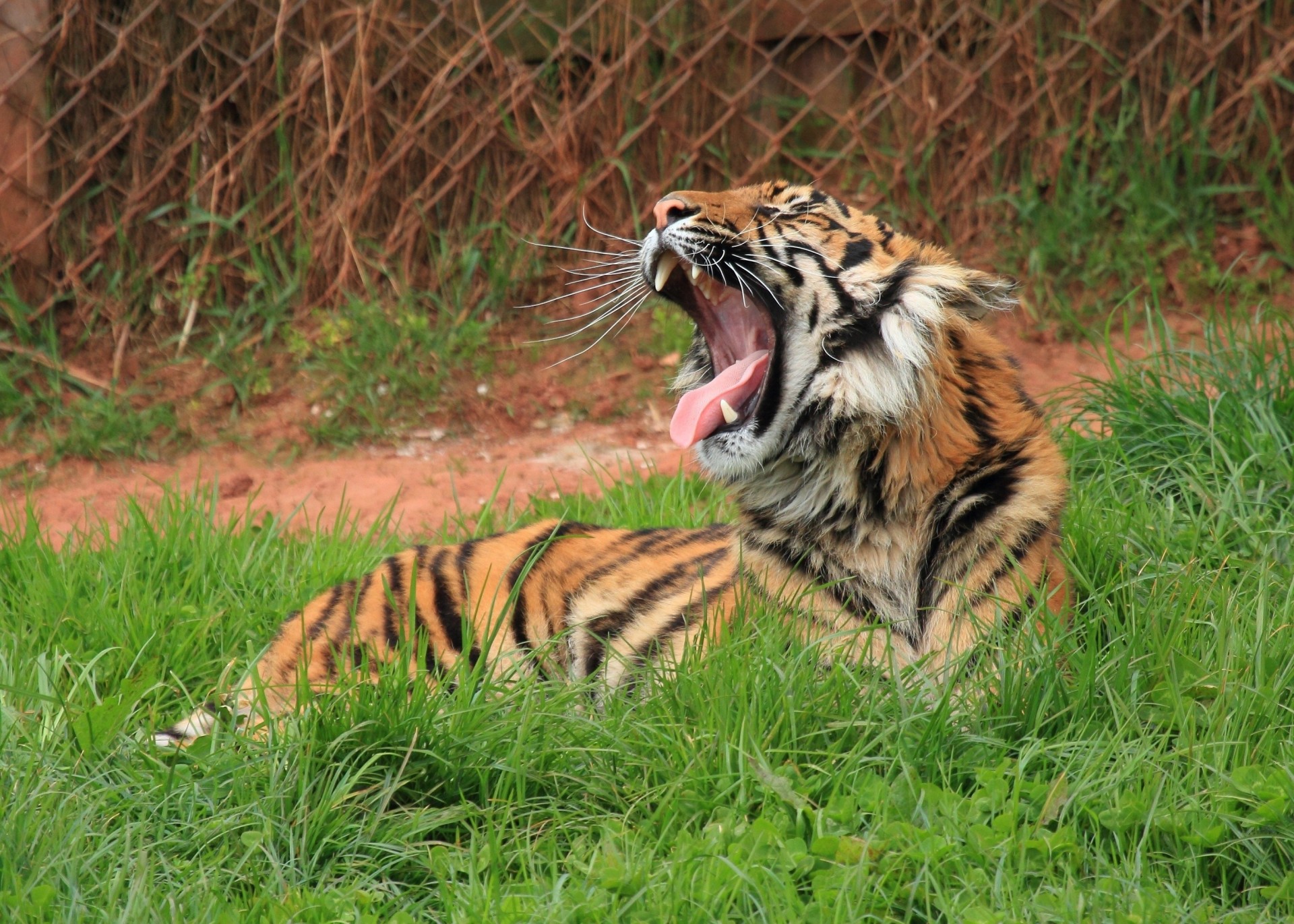 bouche chat sauvage bâillements tigre