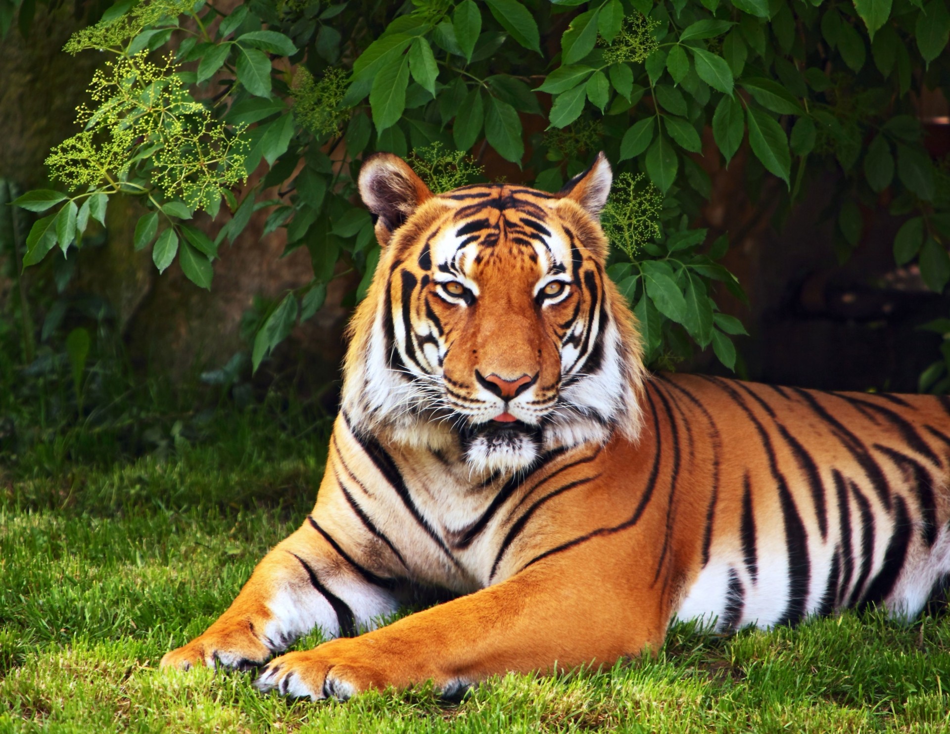 feuille grand écran plein écran verdure arbre herbe fond d écran fond animaux tigre