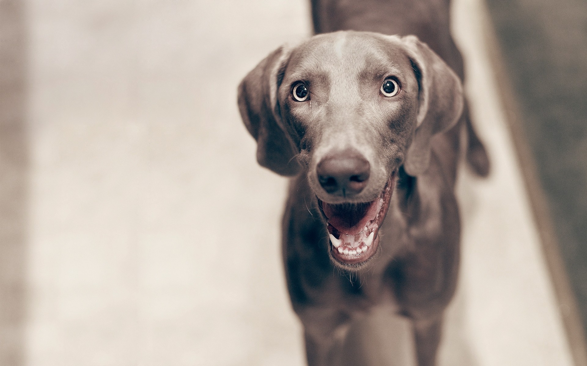 cane denti vista sorriso