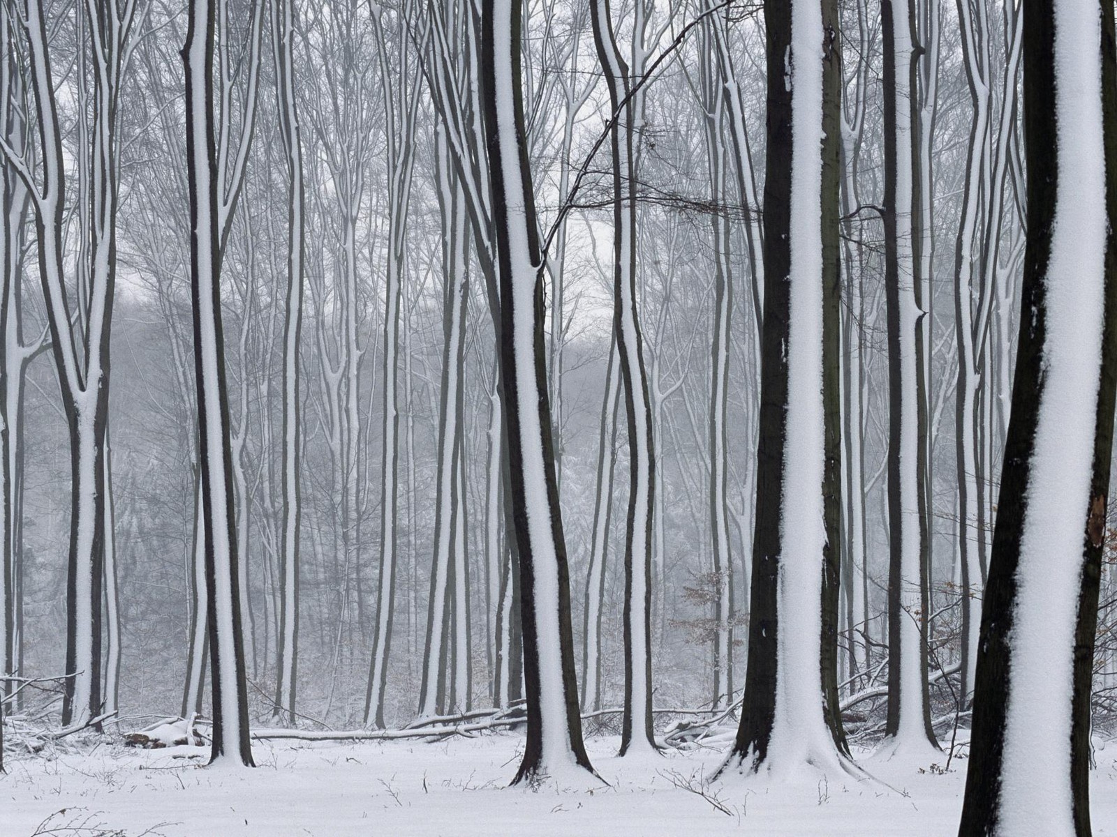 tree snow winter