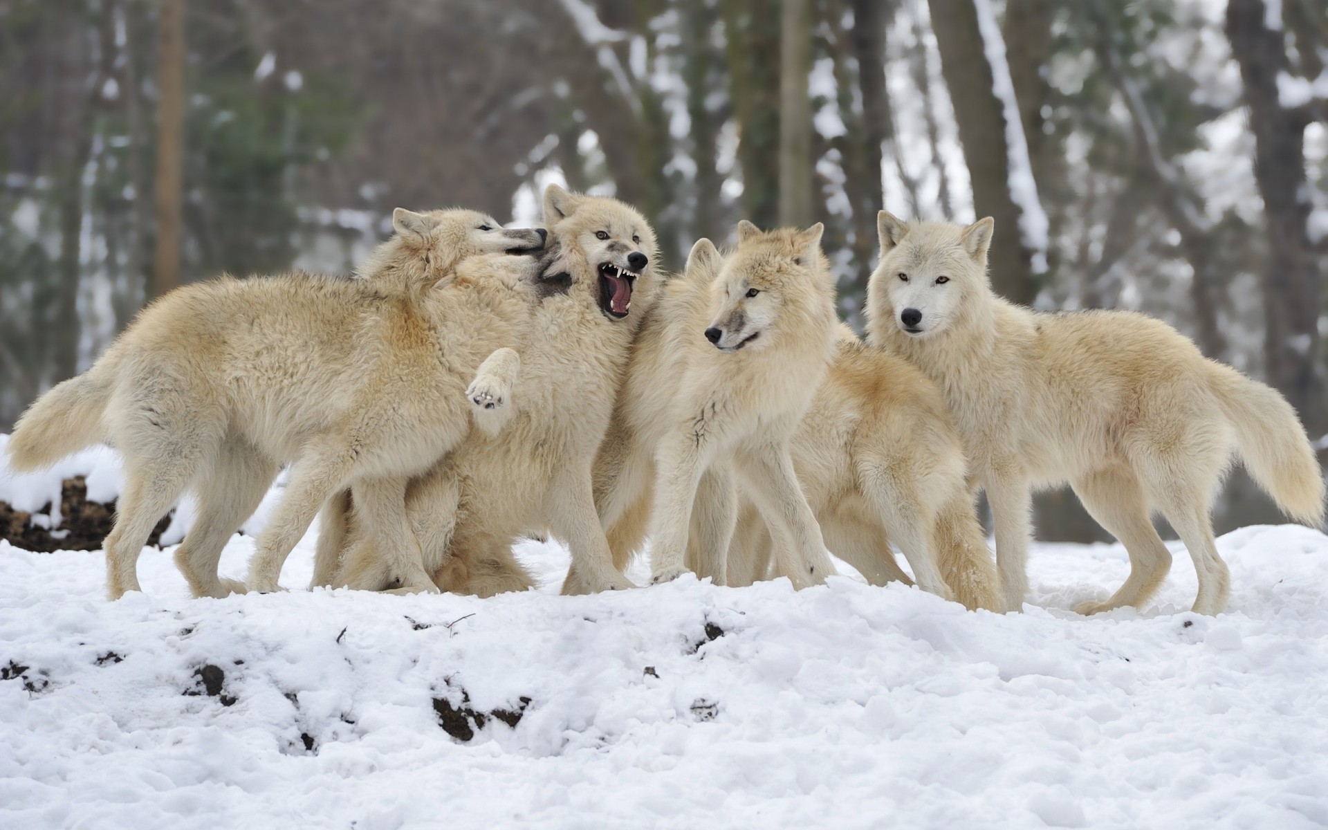 neige chiens loups couple