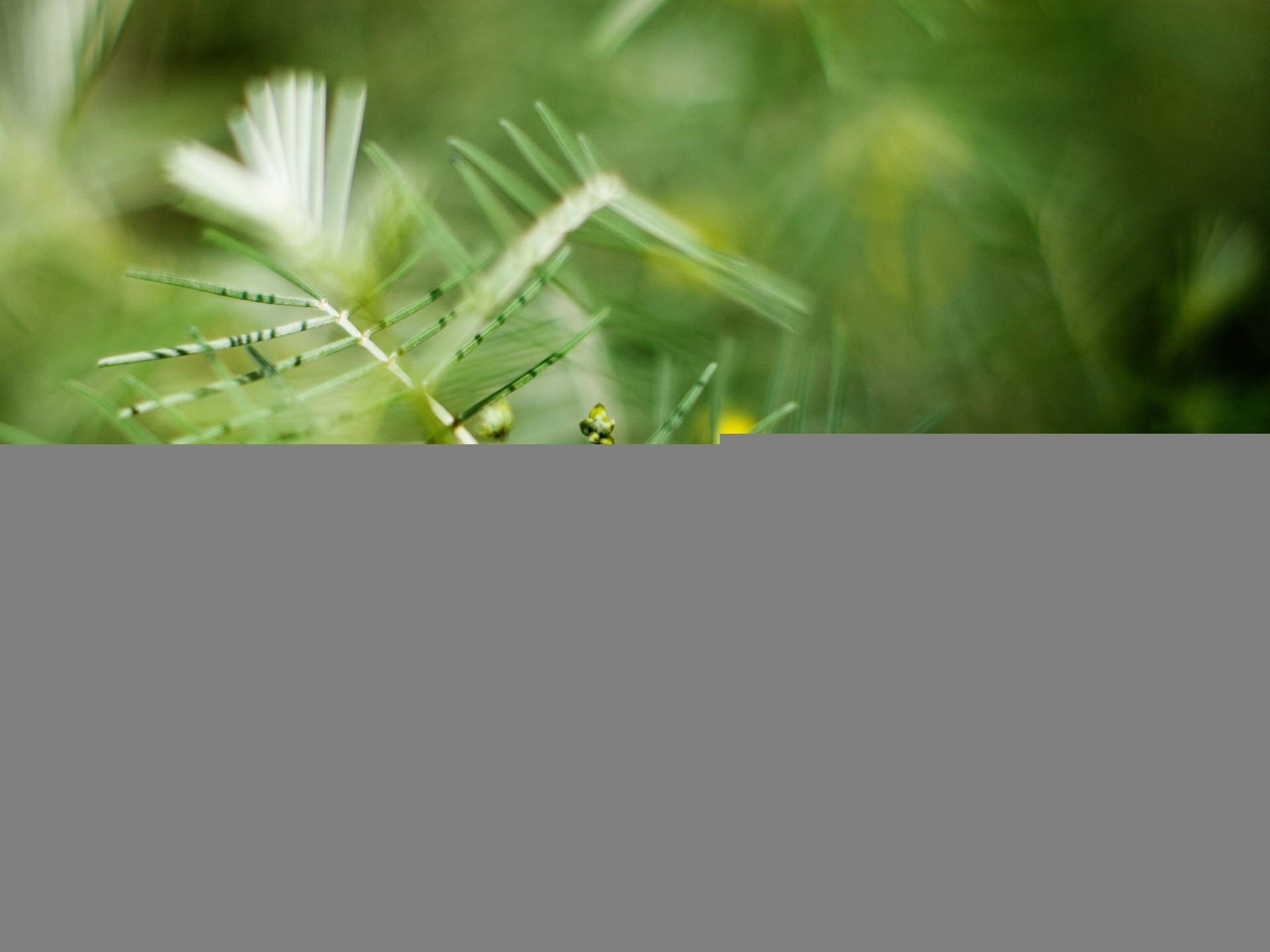 green blur branch