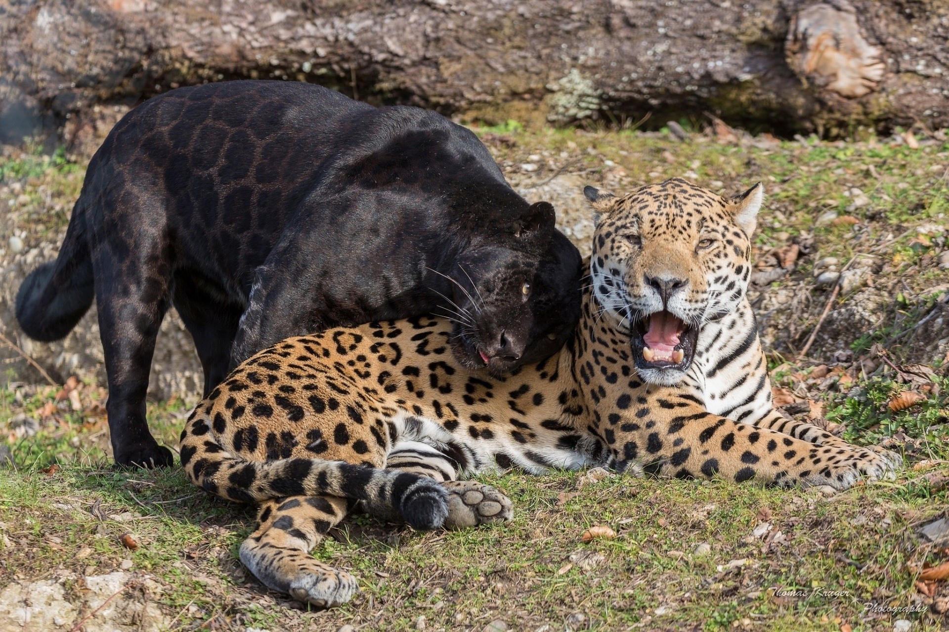 dzikie koty pantera drapieżniki para usta kły jaguary czarny jaguar